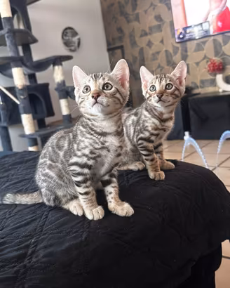 Gatti bengala silver