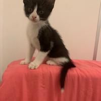 Dolcissimi gattini già svezzati