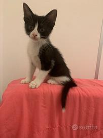 Dolcissimi gattini già svezzati