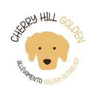 Golden Retriever Allevamento