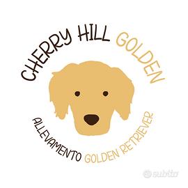 Golden Retriever Allevamento