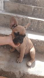 Bul dog francese