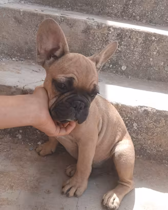 Bul dog francese