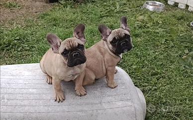 Cuccioli bulldog francese pedigree enci