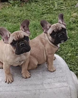 Cuccioli bulldog francese pedigree enci