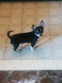 Cucciolo chihuahua maschio