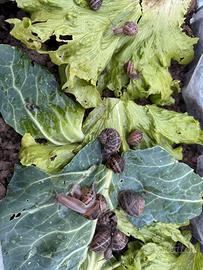 Lumache Helix da gastronomia