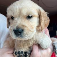Cuccioli di golden Retriever con pedigree