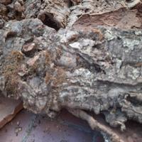 Sughero in pezzi Grezzo