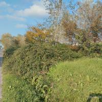 Terreno agricolo adiacente provinciale SP16
