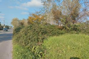 Terreno agricolo adiacente provinciale SP16