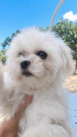 Maltese femmina coreana con pedigree ENCI 1 anno