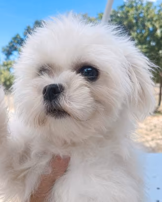 Maltese femmina coreana con pedigree ENCI 1 anno