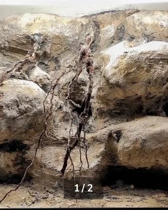 Teca deserticola 3D - 60x40x40