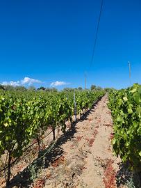 uva cannonau doc nuoro Oliena 