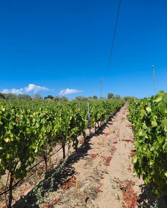 uva cannonau doc nuoro Oliena 