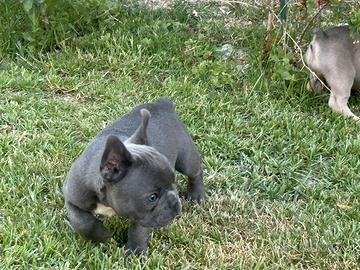 Bulldog francese