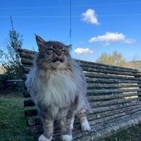 Maschio di Maine Coon ADULTO blu tabby pedigree