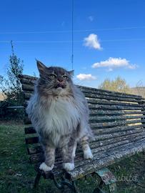 Maschio di Maine Coon ADULTO blu tabby pedigree