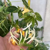 Pianta grande di caprifoglio /Lonicera Japonica