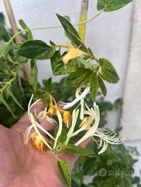 Pianta grande di caprifoglio /Lonicera Japonica