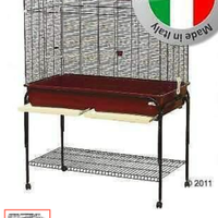 Canarini