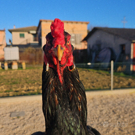 Gallo combattente