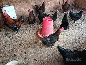 MArans