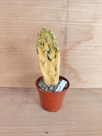 Opuntia Sunburst 