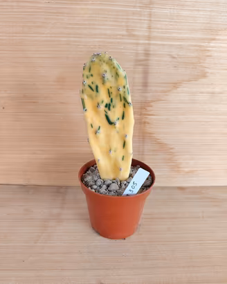 Opuntia Sunburst 