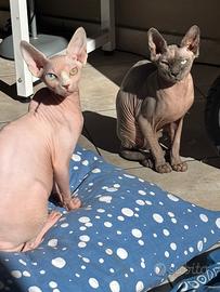 GATTA SPHYNX, OCCHI AZZURRO 🐱💙 URG