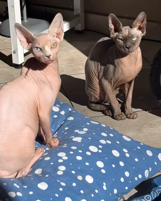 GATTA SPHYNX, OCCHI AZZURRO 🐱💙 URG