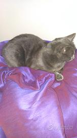 Assistenza anziani/ badante