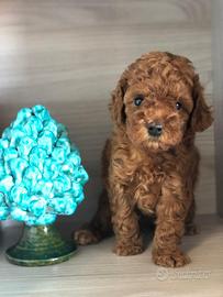 Cuccioli di Barboncino toy Red con pedigree