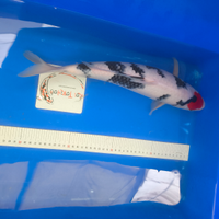 Carpe koi Nuovi arrivi