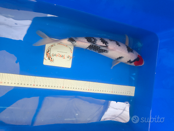 Carpe koi Nuovi arrivi