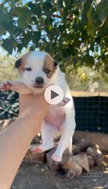 Cuccioli cane da orso della Carelia