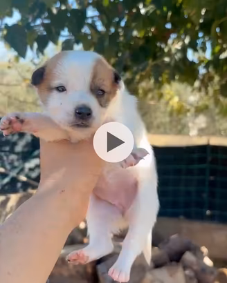 Cuccioli cane da orso della Carelia