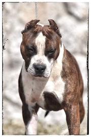 Amstaff
