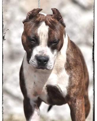 Amstaff
