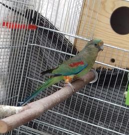 Femmina parrocchetto varius multicolor