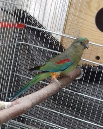 Femmina parrocchetto varius multicolor