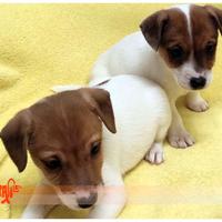 Cuccioli di JACK RUSSEL