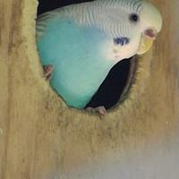 Pappagalli (cocorite)