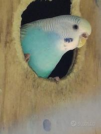 Pappagalli (cocorite)