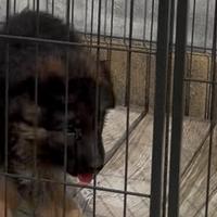 Cucciola pastore tedesco