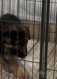 Cucciola pastore tedesco