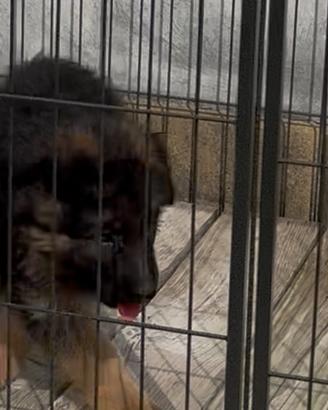 Cucciola pastore tedesco