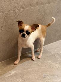 Chihuahua