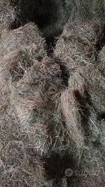 Fieno in ballette da 15 kg